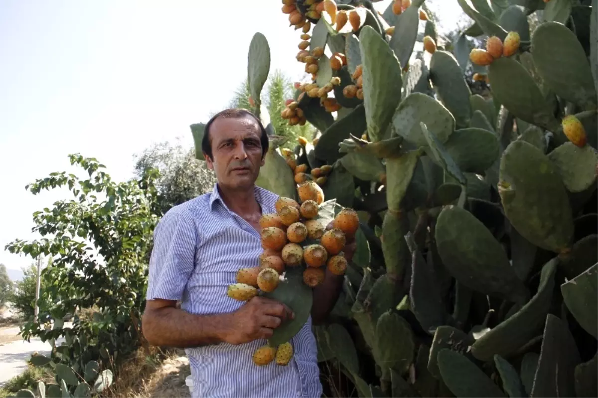 300 Yıllık Geçmişi Olan Meyve Her Derde Deva