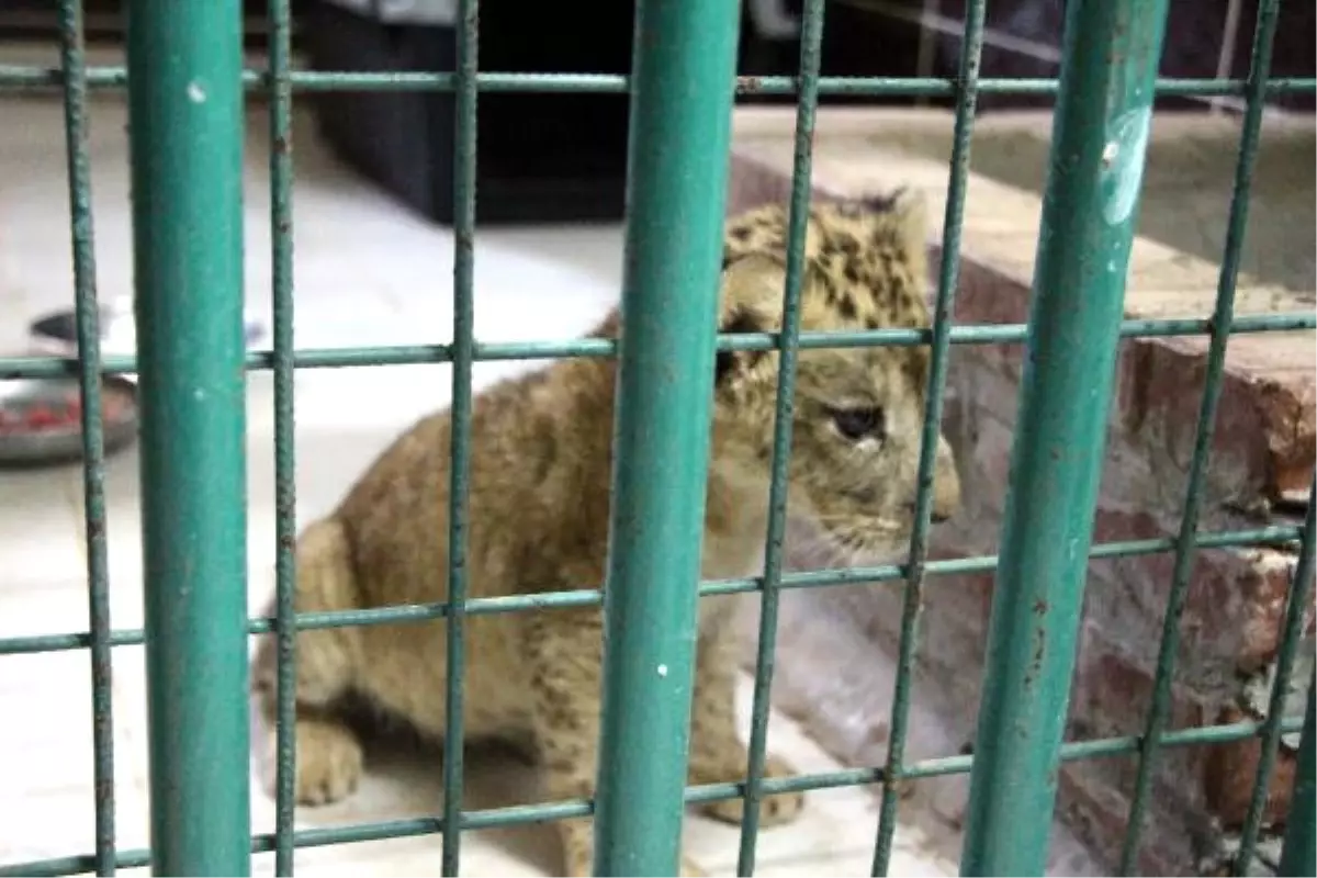 Cizre\'de Bulunan Yavru Aslana "Cesur" İsmi Verildi