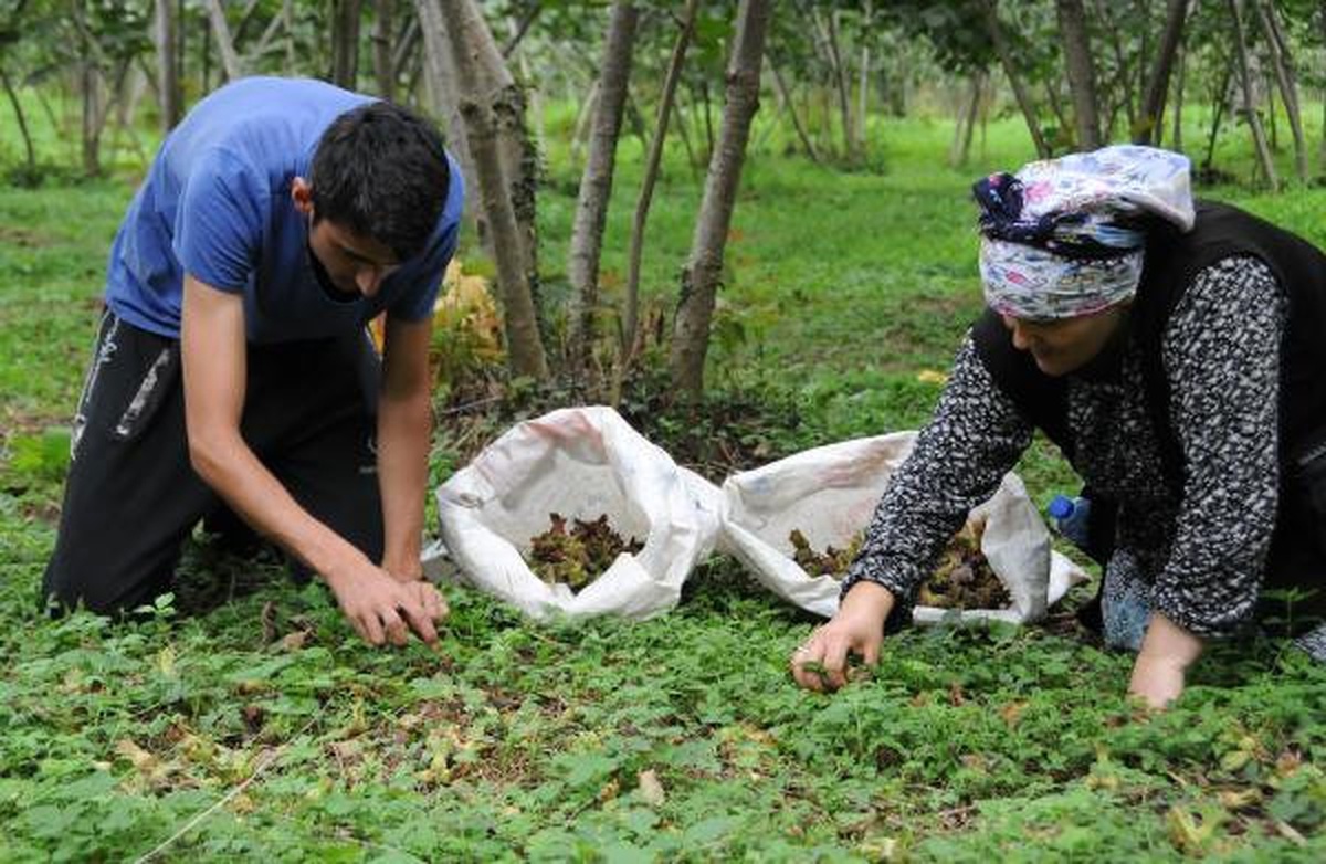 Fındık Üreticisi TMO\'nun Fiyatlarını Yeterli Bulmadı