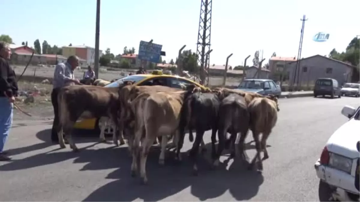 Kurban Pazarı Beklenen İlgiyi Göremedi