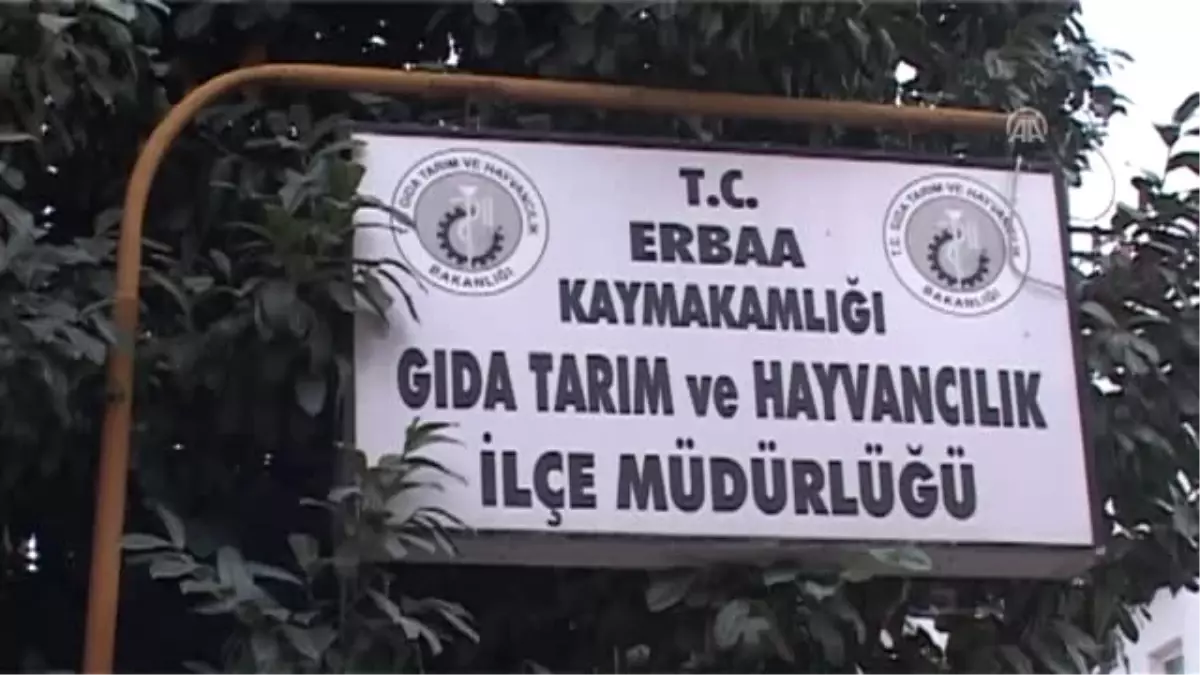 Tokat\'ta Yavru Karaca Tedavi Altına Alındı