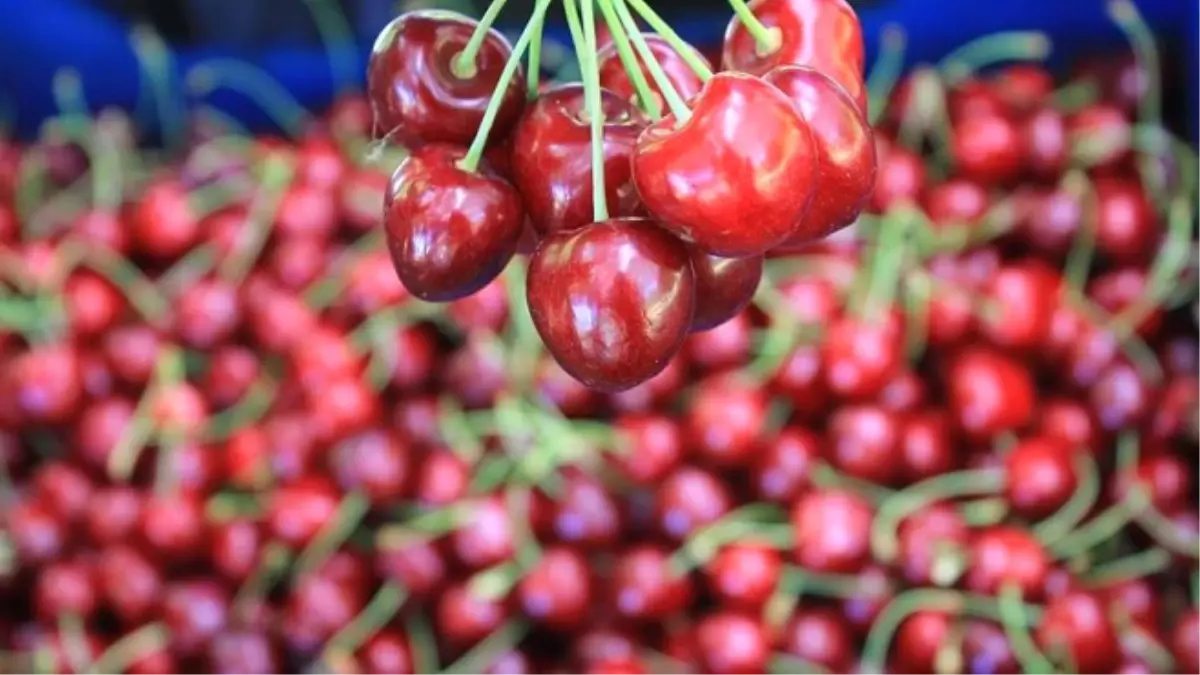 Türk Kirazı Çin\'de Aranan Bir Marka Olacak"