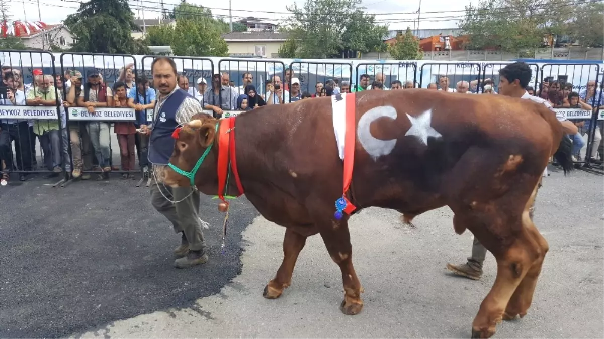 Beykoz Kurbankent\'in En Güzeli \'Karadayı\' Seçildi