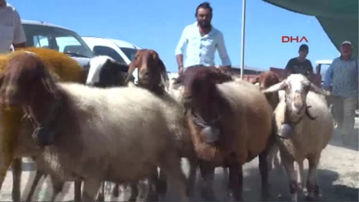 Denizli 8 Asırlık Gelenekte Kınalı Koçlar Eren İçin Atladı