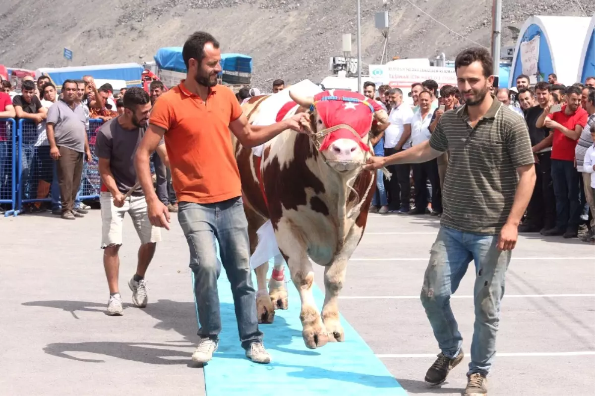 En Büyük ve En Güzel Kurbanlıklar Podyuma Çıktı