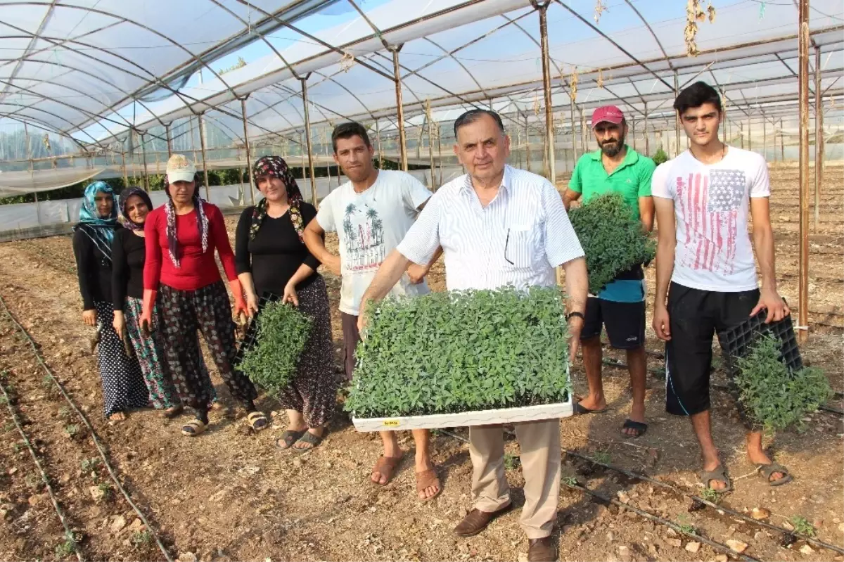 Fidelikten Çıkan Güzlük Domatesler Fidanları Toprakla Buluşuyor