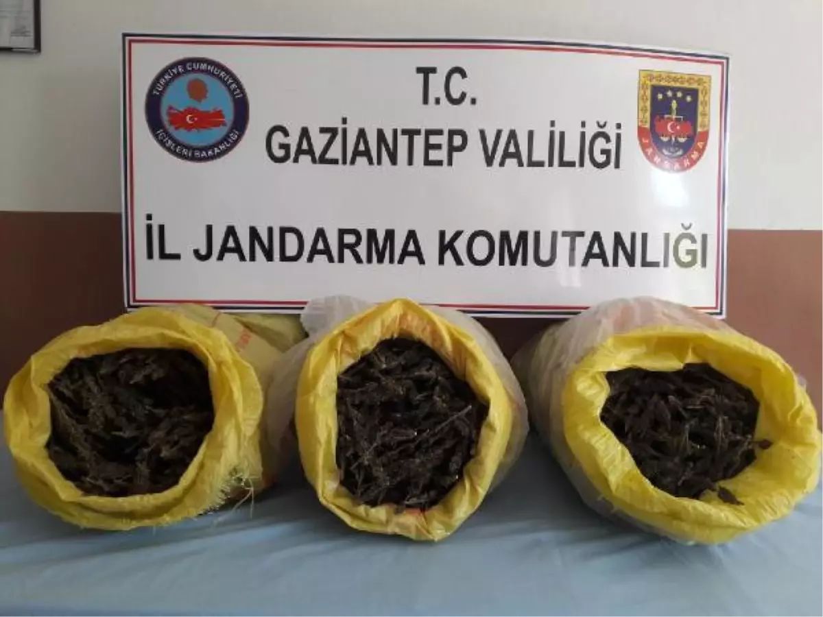 Gaziantep 15 Kilo Esrar Ele Geçirildi