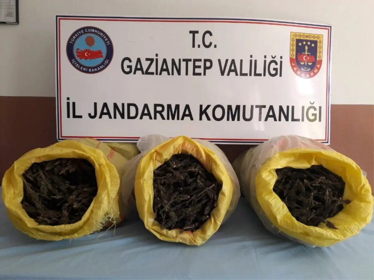 Gaziantep\'te Yol Uygulamasında 15 Kilo Esrar Ele Geçirildi
