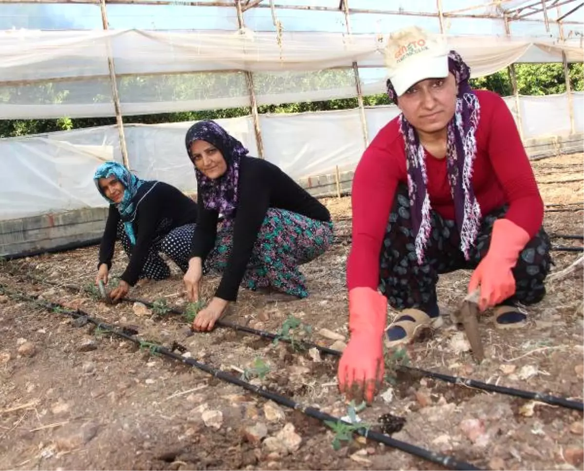 Güz Dönemi Domates Fideleri Toprakla Buluşuyor