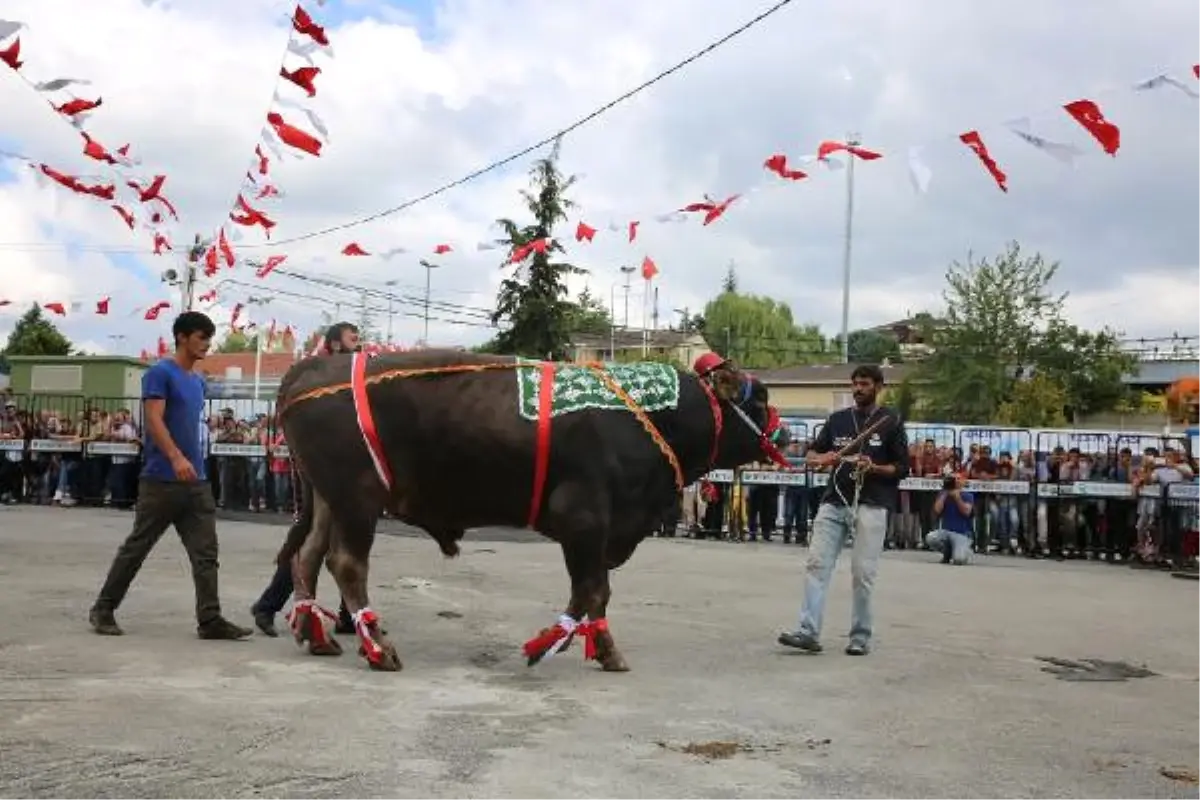 İstanbul\'da Kurbanlık Güzellik Yarışması Yapıldı