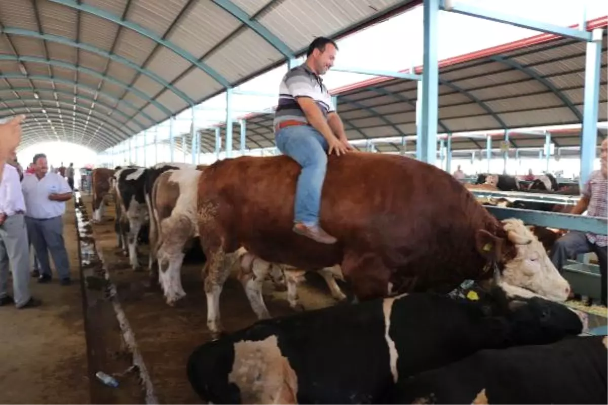 Kurbanlık Boğasıyla Şov Yaptı