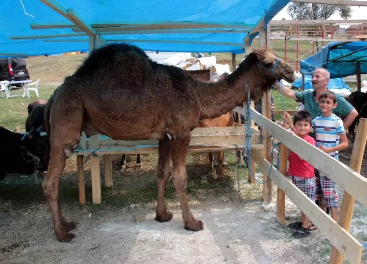 Kurbanlık Develer İlgi Görüyor