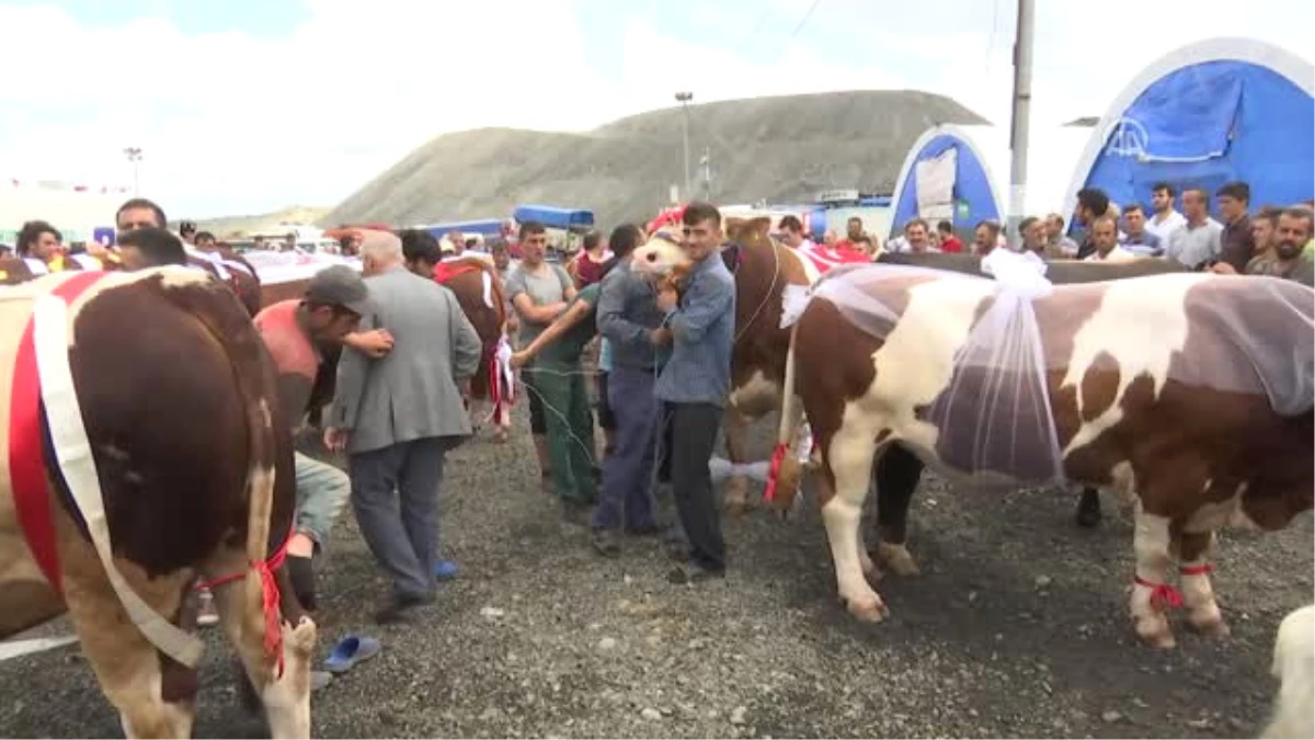 Kurbanlık Hayvan Güzellik Yarışması"