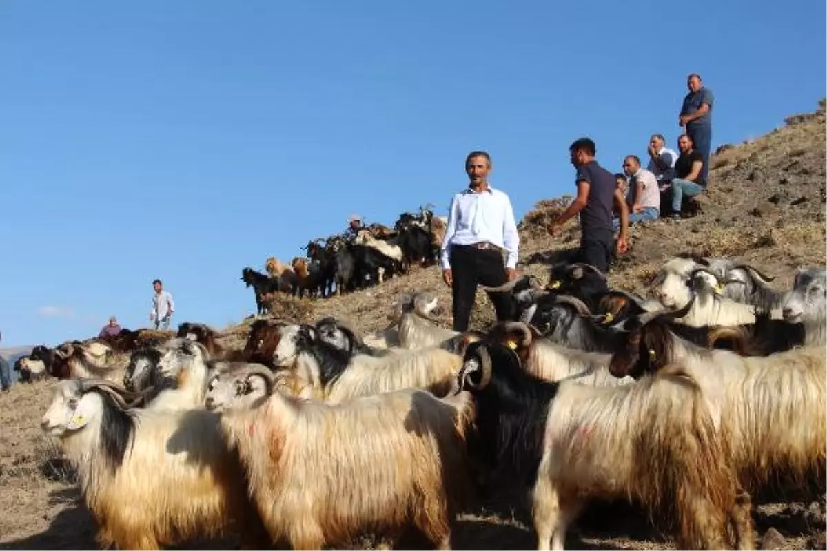 Kurbanlık Soran Çok, Alan Yok