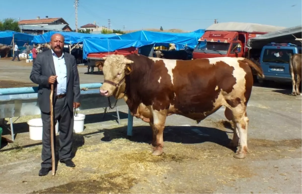 Paşa" ve "Pehlivan" Alıcılarını Bekliyor