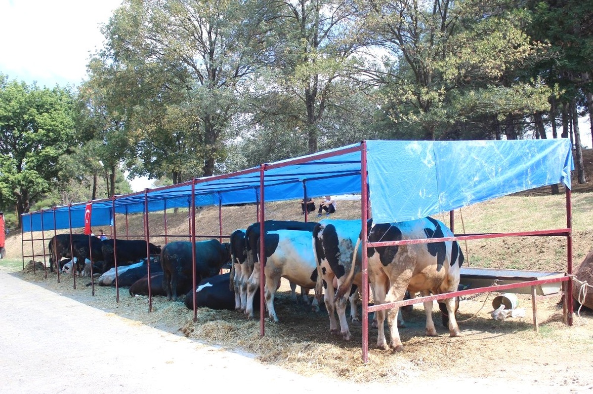 Tekirdağ\'da Büyükbaş Kurbanlık Rağbet Görmüyor
