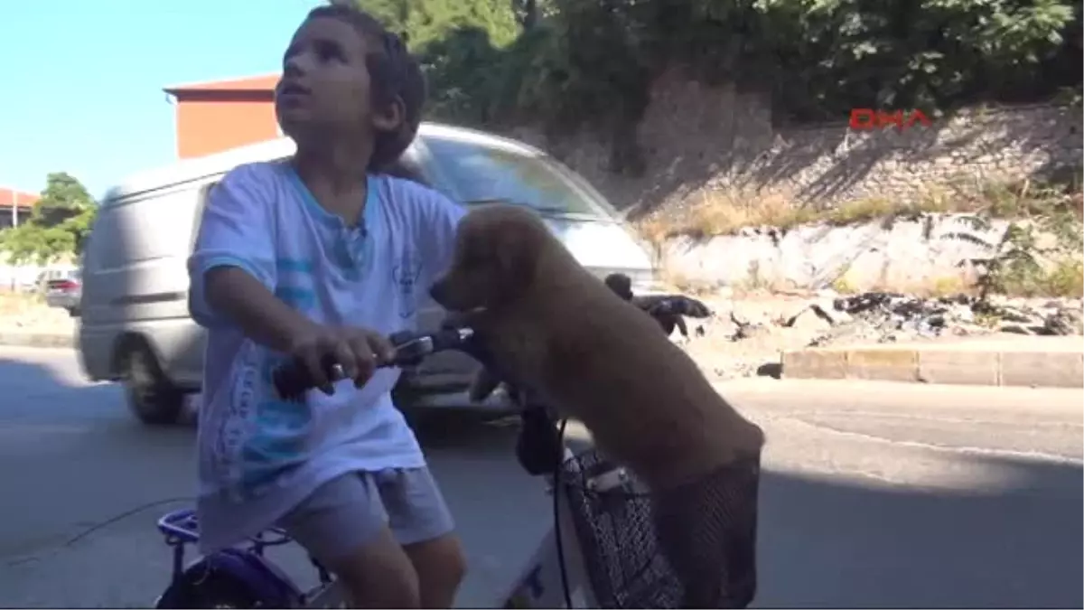 Zonguldak 1 Günlüğüne Sevmek İçin Aldığı Yavru Köpeği Bisiklet Sepetinde Taşıdı