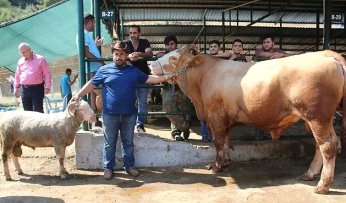 115 Kilogramlık Koçu Alana 1 Tonluk Dana Hediye