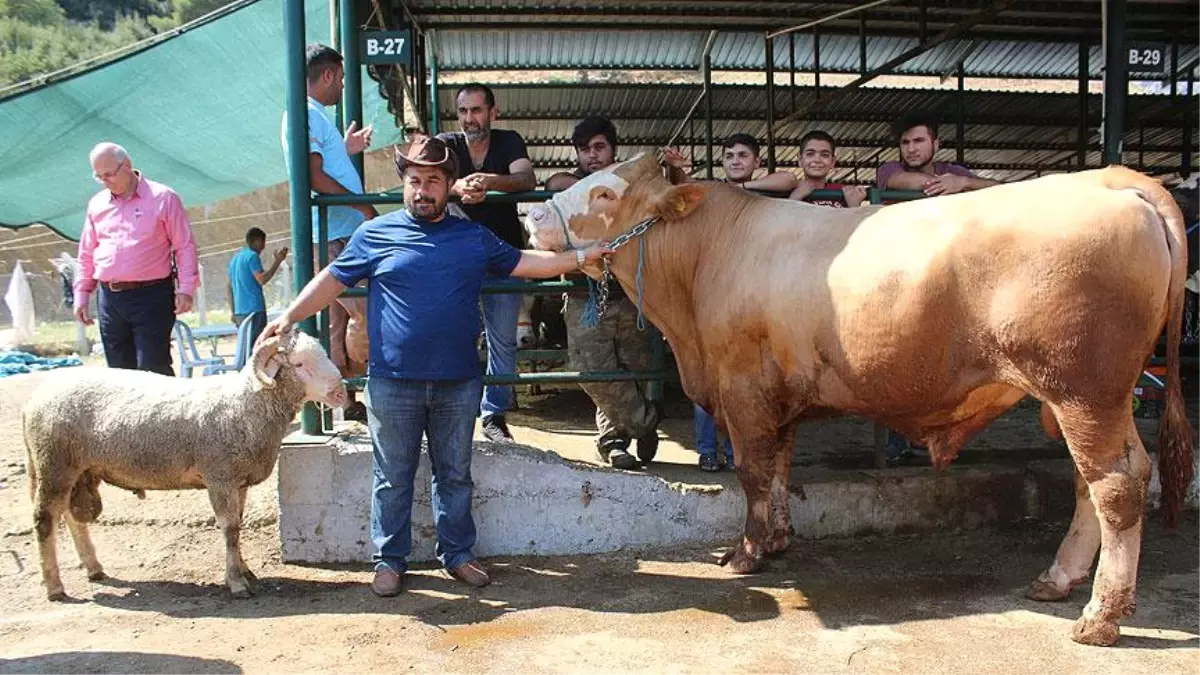 115 Kilogramlık Koçu Alana 1 Tonluk Dana Hediye