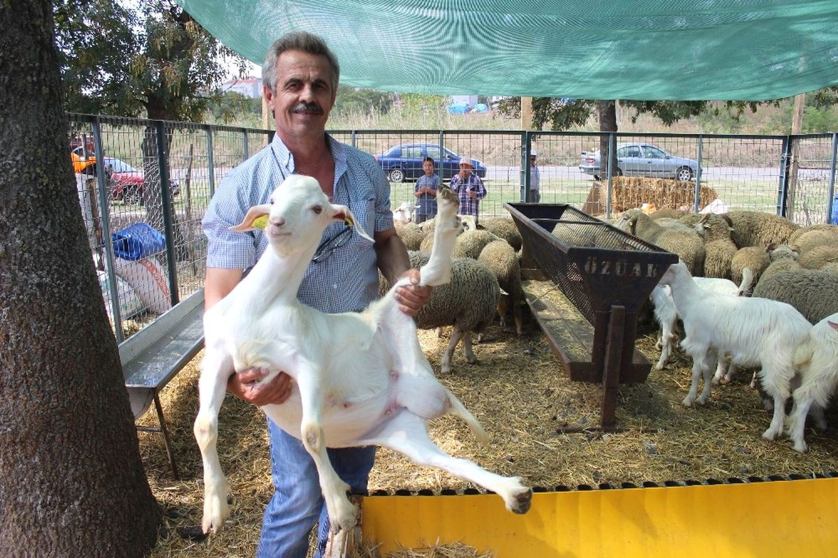 3 Kurbanlığa 1 Oğlak Bedava