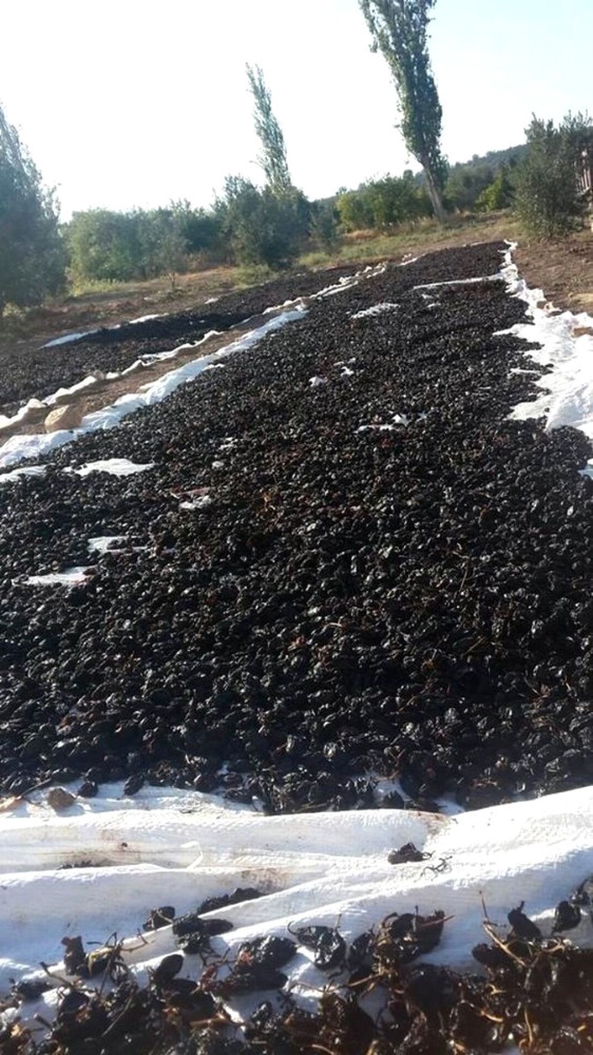 Horoz Karası\' Cinsi Üzüm Kurutulmaya Başlandı