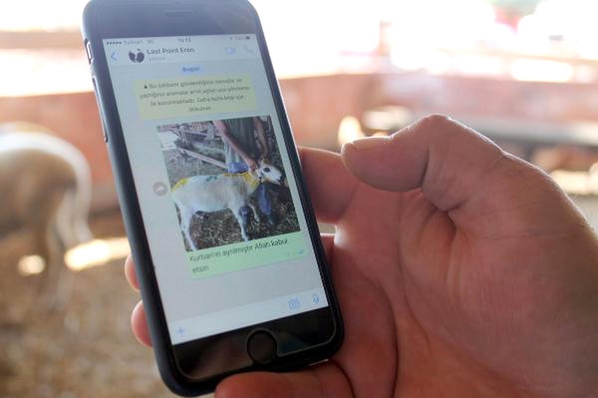 Whatsapp Üzerinden Kurbanlık Satışı Yapıyor