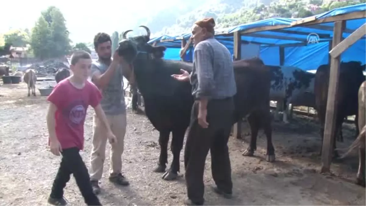 Çalınan Kurbanlık Sahibine Teslim Edildi