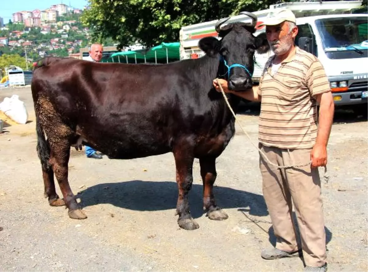 Hayvan Pazarından Çalınan Kurbanlık İnek Bulundu