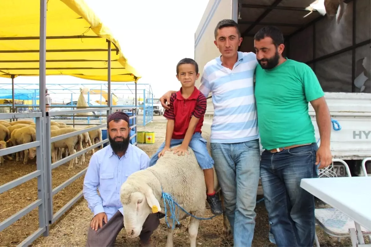 Koca Reis\' ve \'Kınalı Baba\' Kendilerini Satın Alacak Babayiğitleri Bekliyor
