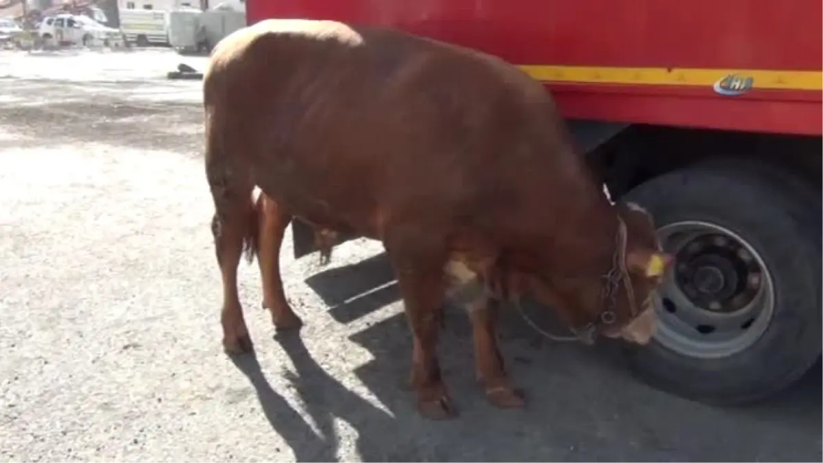 Kurban Satıcıları Umduğunu Bulamadı