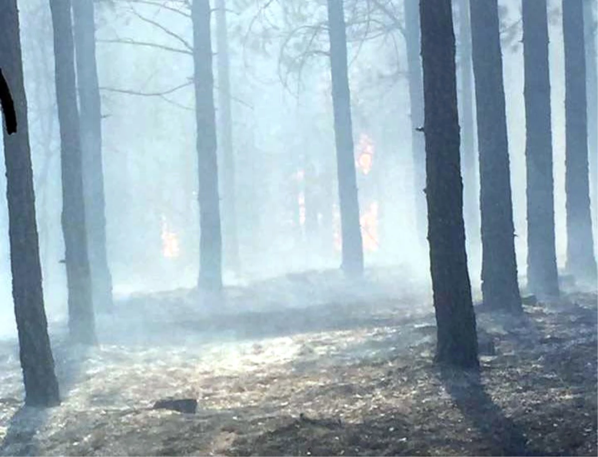 Malatya\'da Orman Yangını