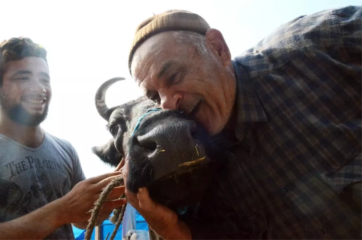 Sahibi Uyurken Çalınan İneği Polis Buldu