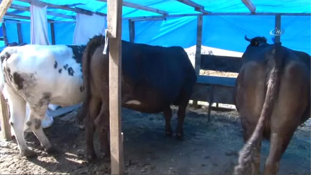 Sahibi Uyurken Çalınan İneği Polis Buldu