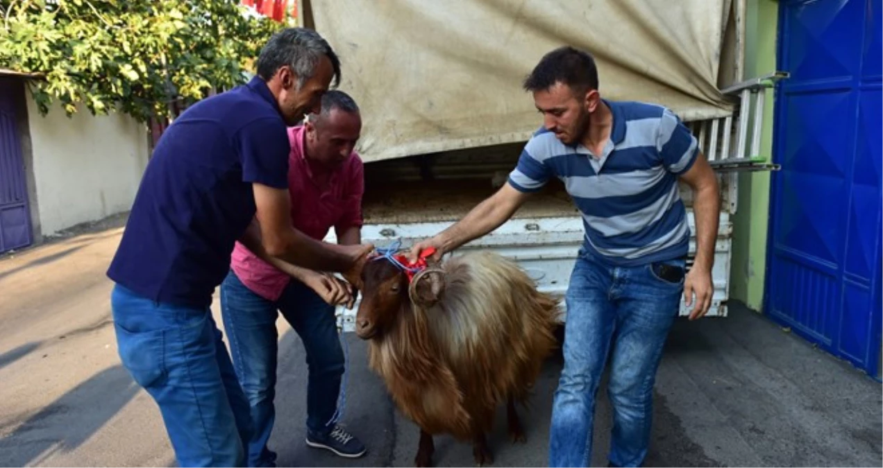 Şehit Ailelerine Kurbanlık Verildi