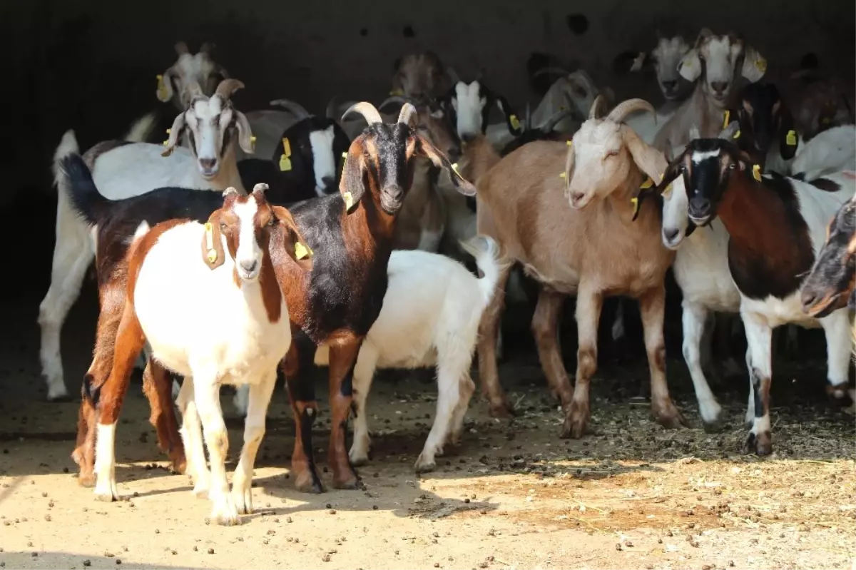 Bu Keçinin Eti Kolesterole ve Diyabete İyi Geliyor