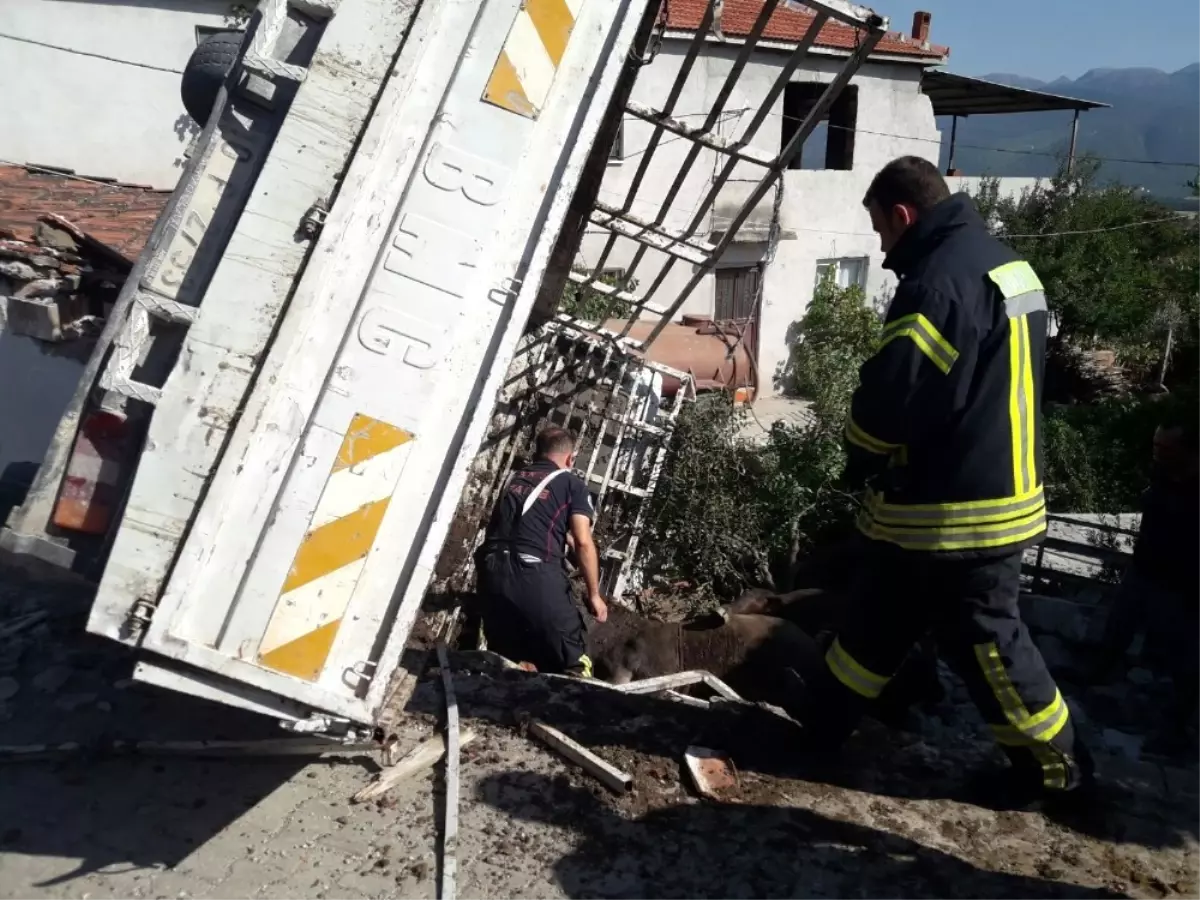 Hayvan Yüklü Kamyonet Devrildi, 3 Hayvan Telef Oldu