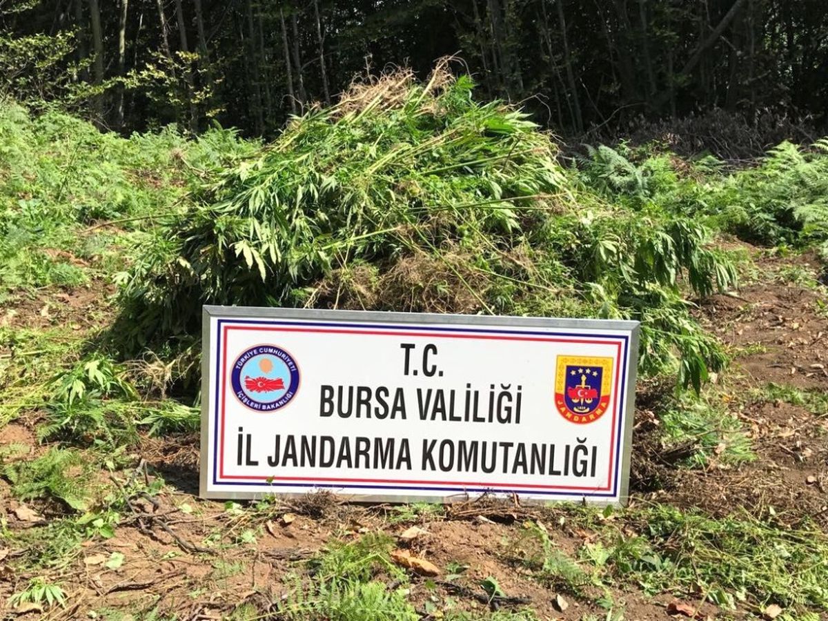 Jandarmadan 4,5 Milyonluk Uyuşturucu Operasyonu