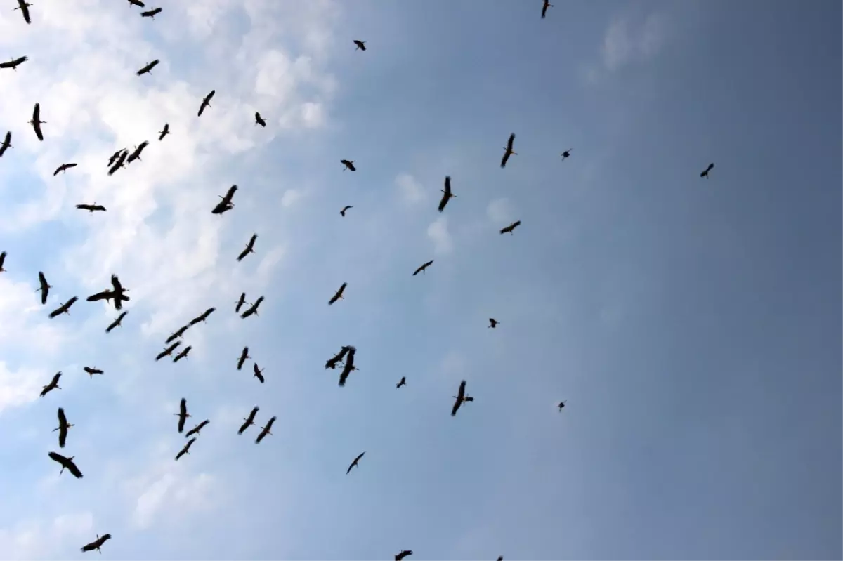 Sonbahar Habercilerinin Uzun Yolculuğu Başladı