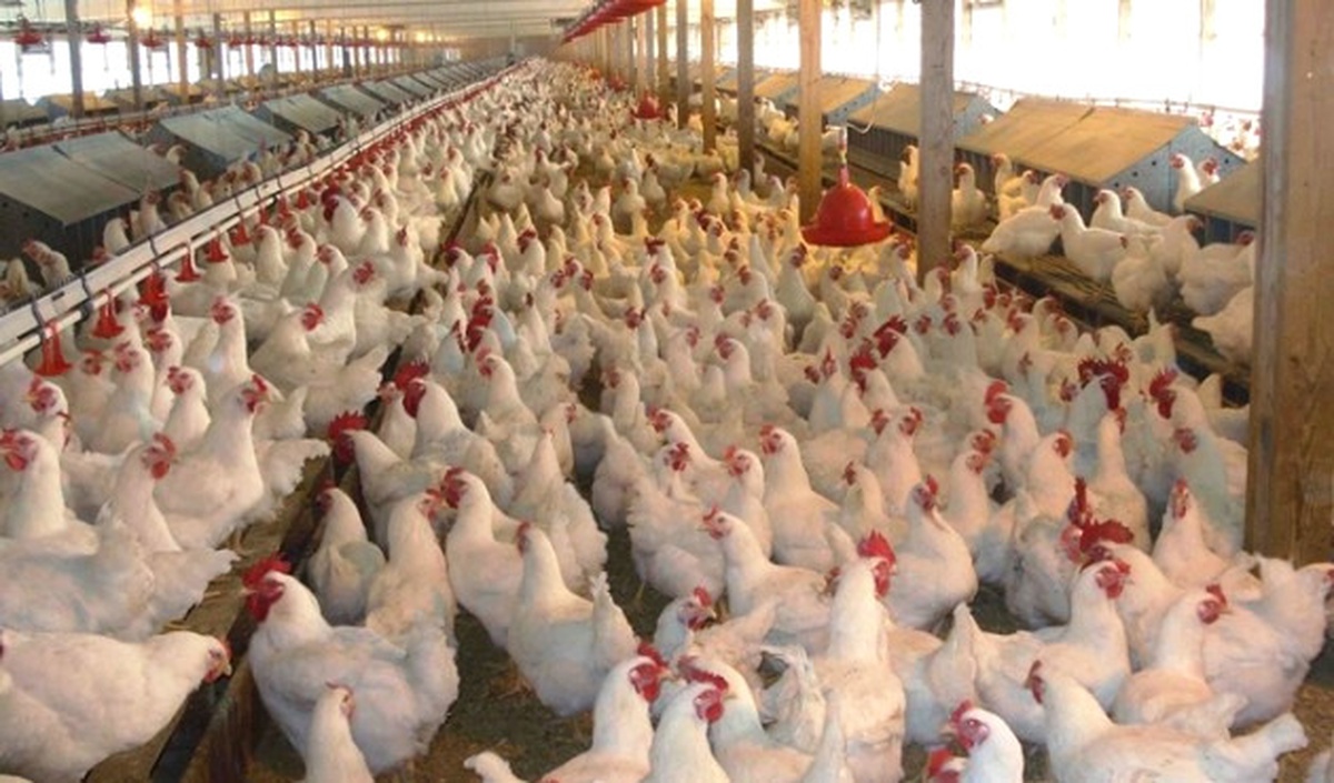 Tavuk Eti Yüzde 20 Zamlandı
