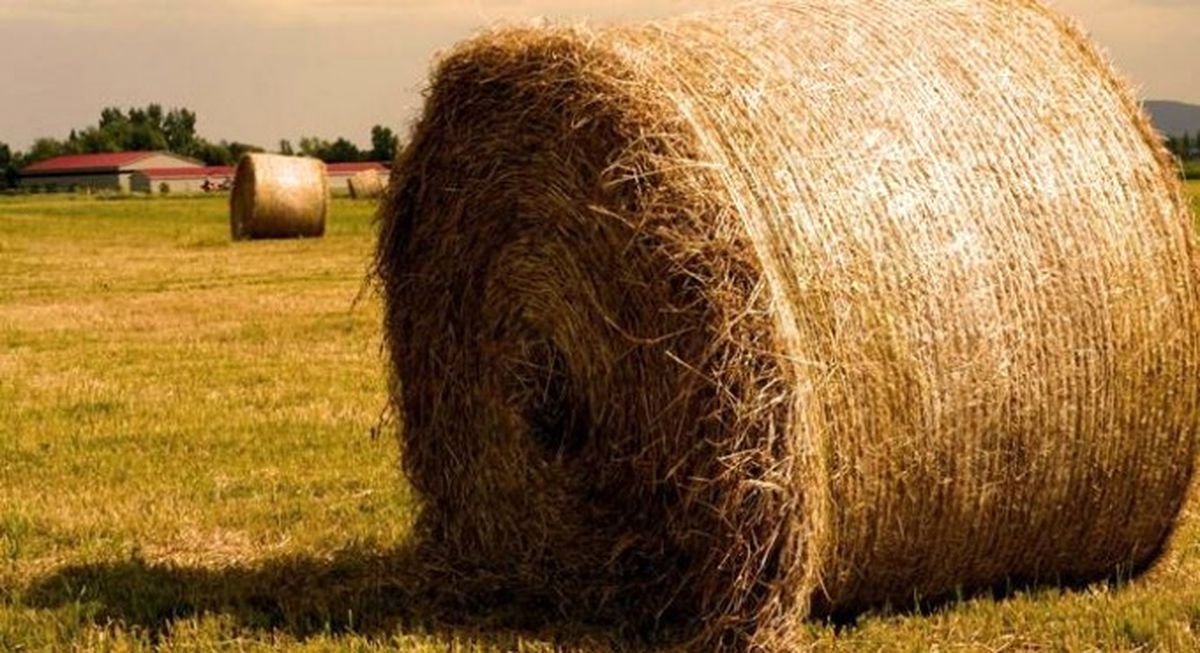 Türkiye Beş Yıl Sonra Saman İthal Ediyor