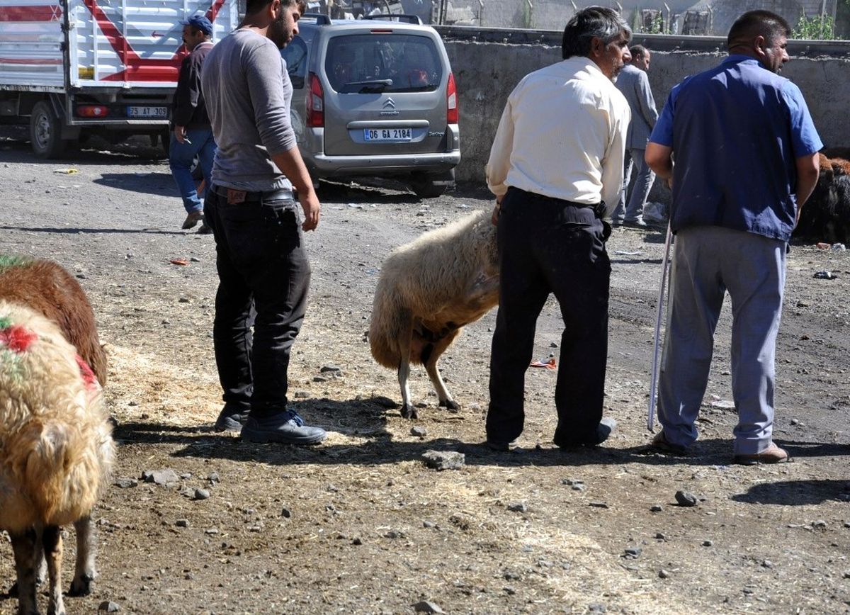700 Kiloluk Mercan 11 Bin Liraya Satıldı
