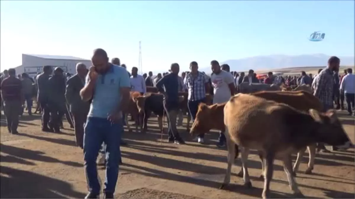 Arife Gününü Bekleyenler Ucuz Kurban Aldı