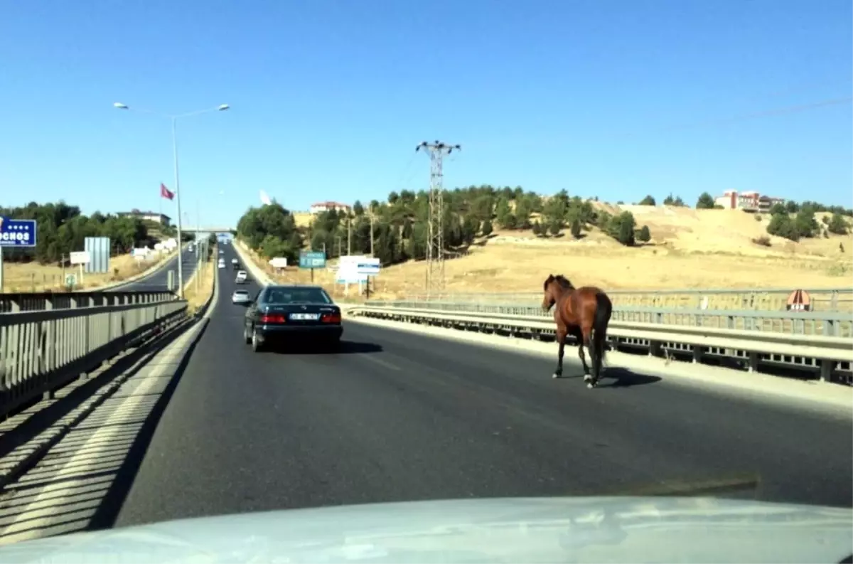 Başıboş At Trafiği Alt Üst Etti