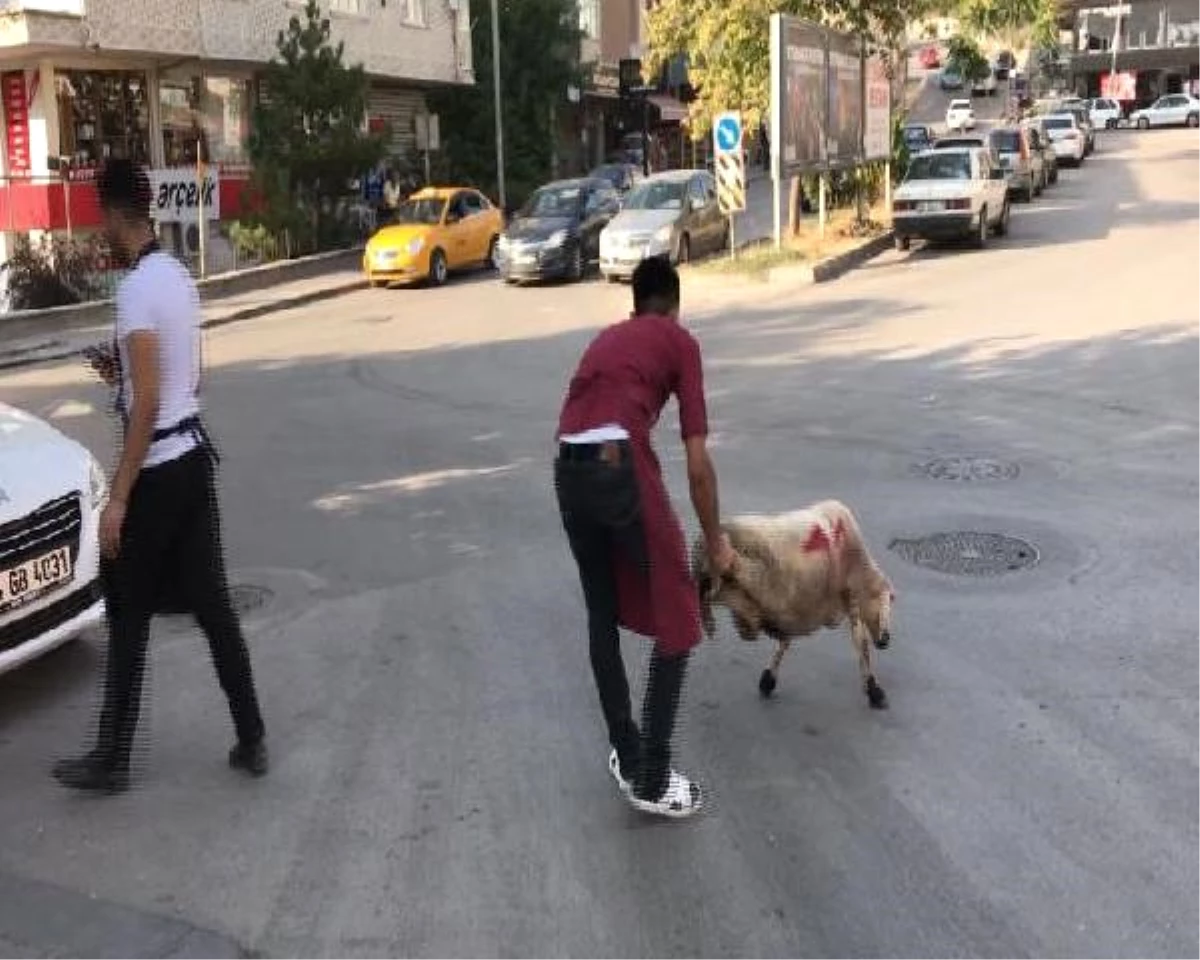 Başkentte Kurbanlık Koyun Sahiplerini Akan Trafikte Peşinden Koşturdu