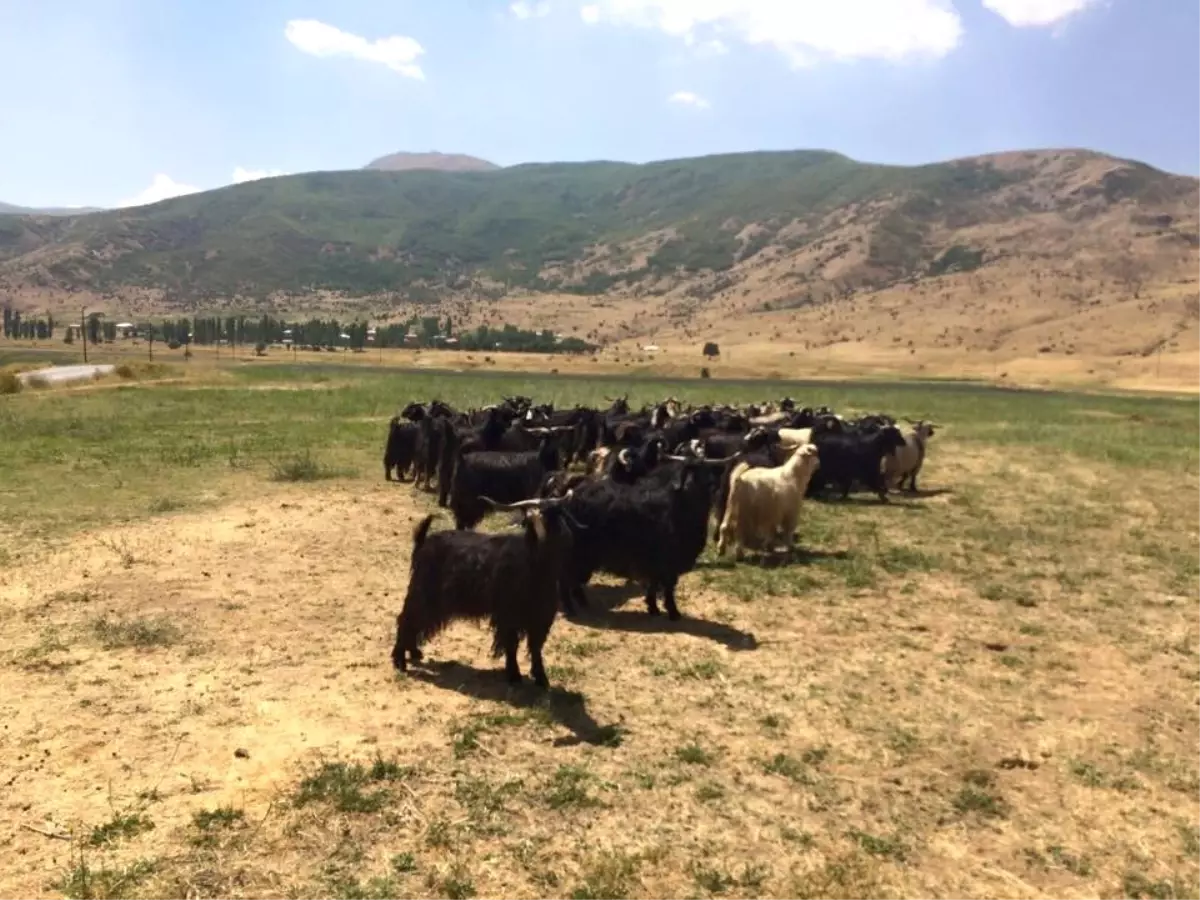 Güroymak\'ta Canlı Kurban Yardımı Yapıldı