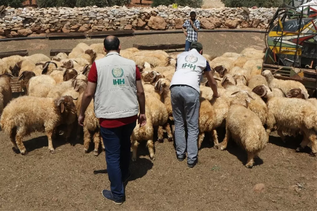 İhh Suriye\'de Kurbanlık Alımını Tamamladı