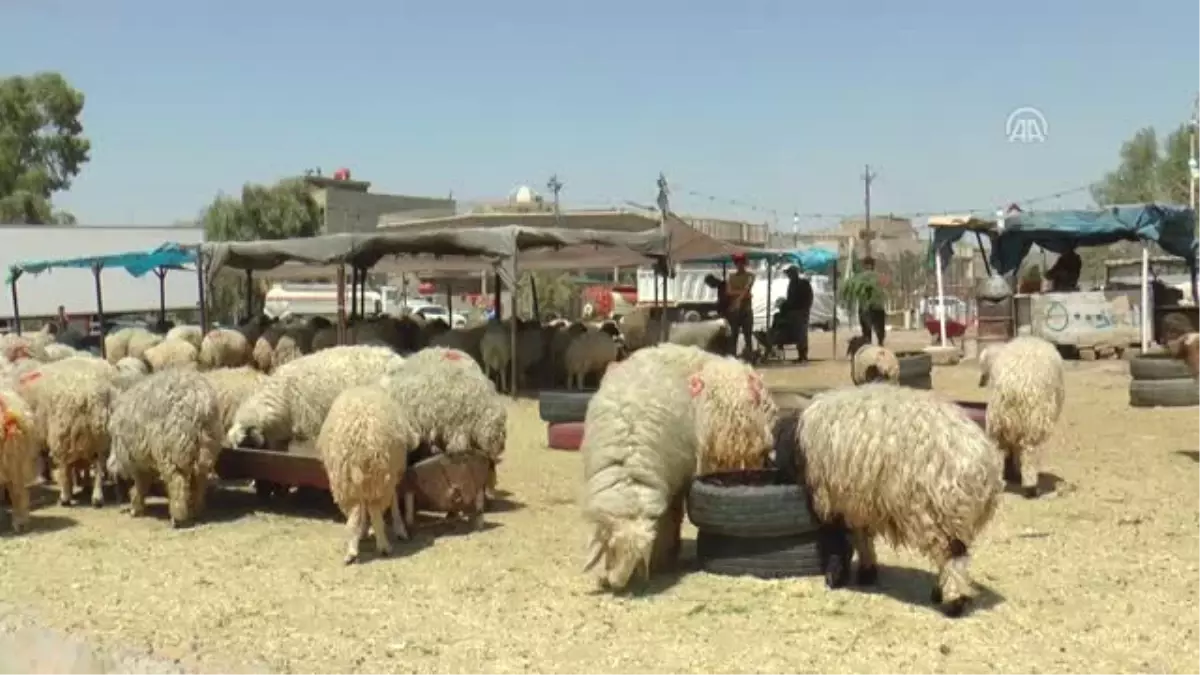 Irak\'ta Kurban Bayramı\'na Doğru - Bağdat