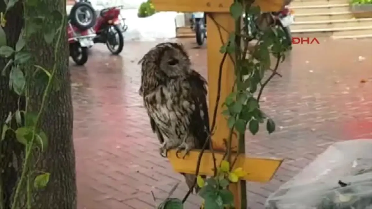 Isparta Doludan Kaçan Baykuş Kent Meydanına Sığındı