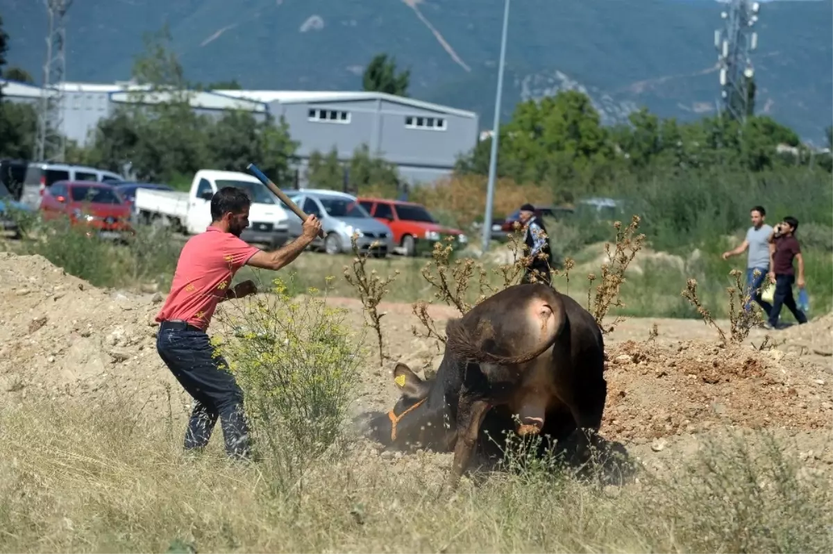 Kaçan Boğa Kısa Sürede Yakalandı