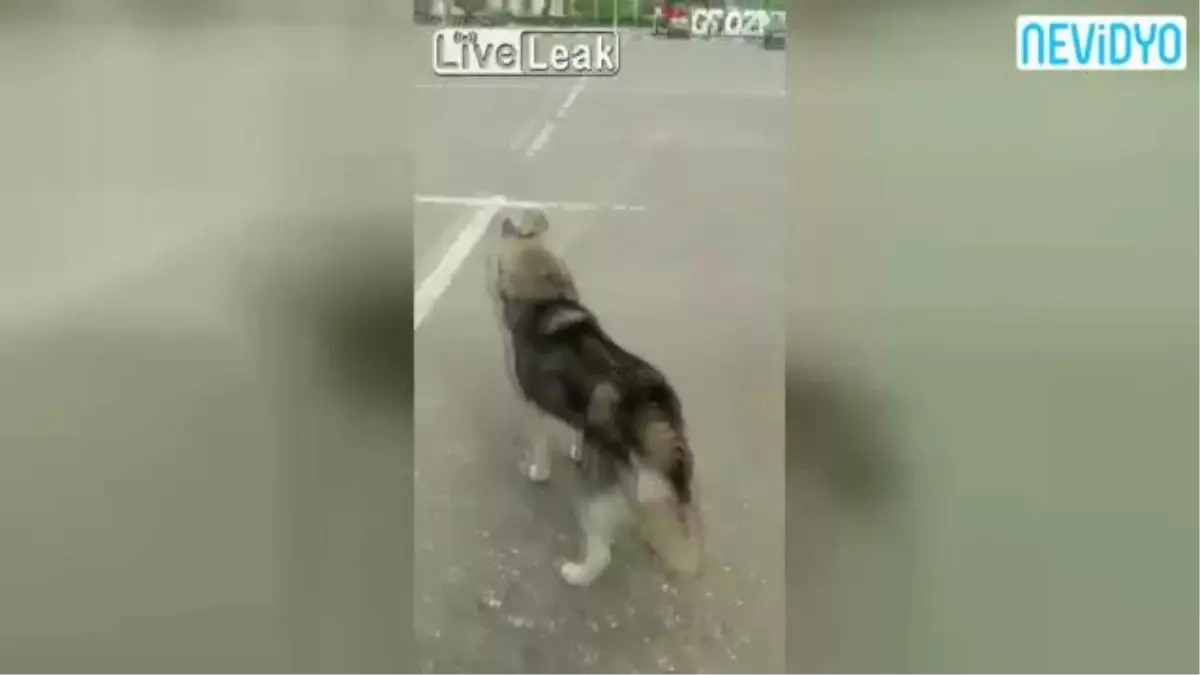 Köpeğin Ezana Verdiği Tepki Dikkat Çekti